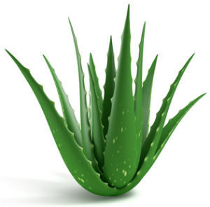 aloe-plant